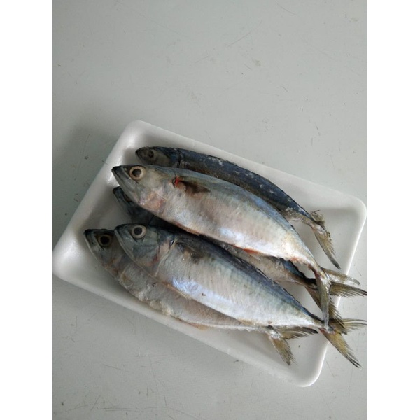 

ikan kembung banjar