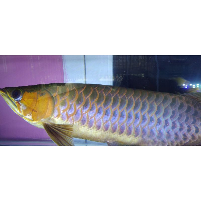 Ikan Arwana Super Red Size 40cm
