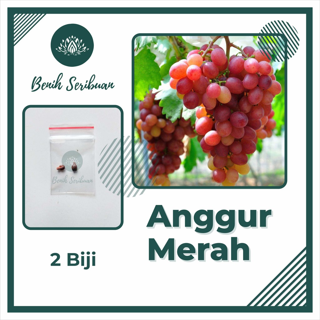 2 Benih Bibit Anggur Merah Tanaman Buah Anggur Red Grape Premium Super Import Unggul Berkualitas