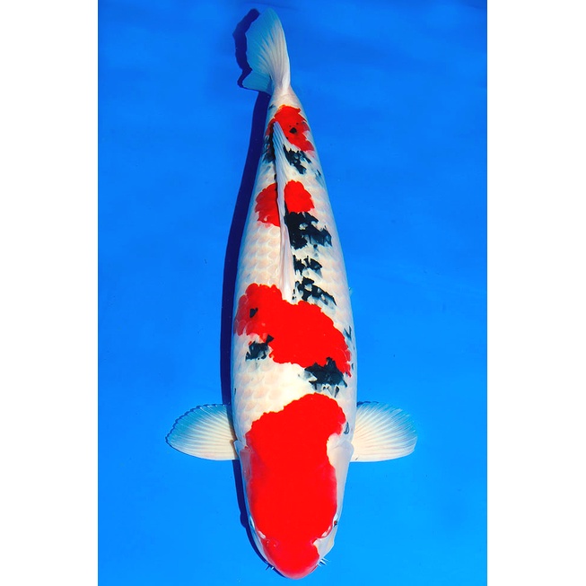 Ikan Koi Sankei Blitar 31-33cm (Pilih Acak)