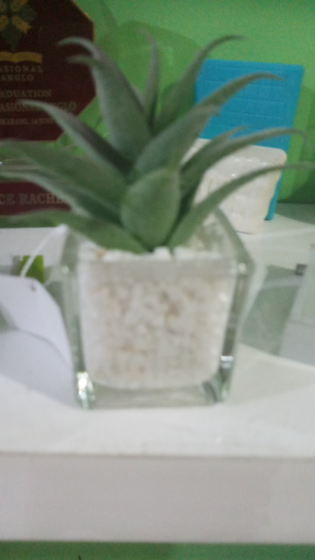 Homes bunga hias bonsai succulent  baru lidah buaya Pot 