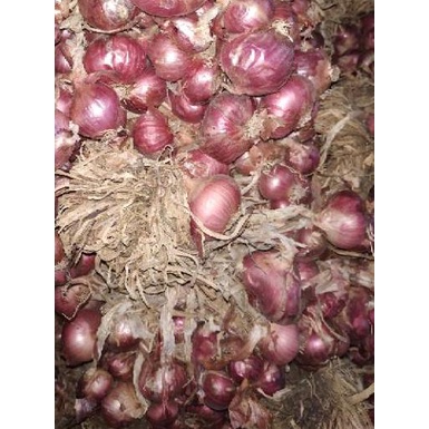 

READY ✅Bawang merah lokal 1kg|RA1