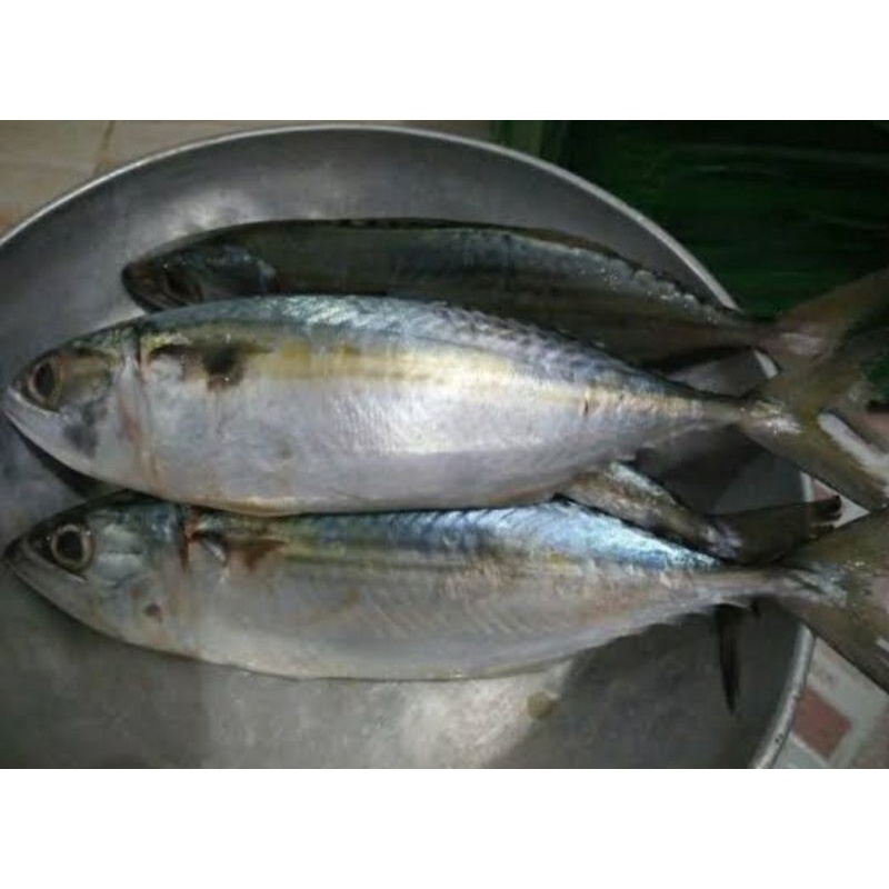 

Ikan kembung