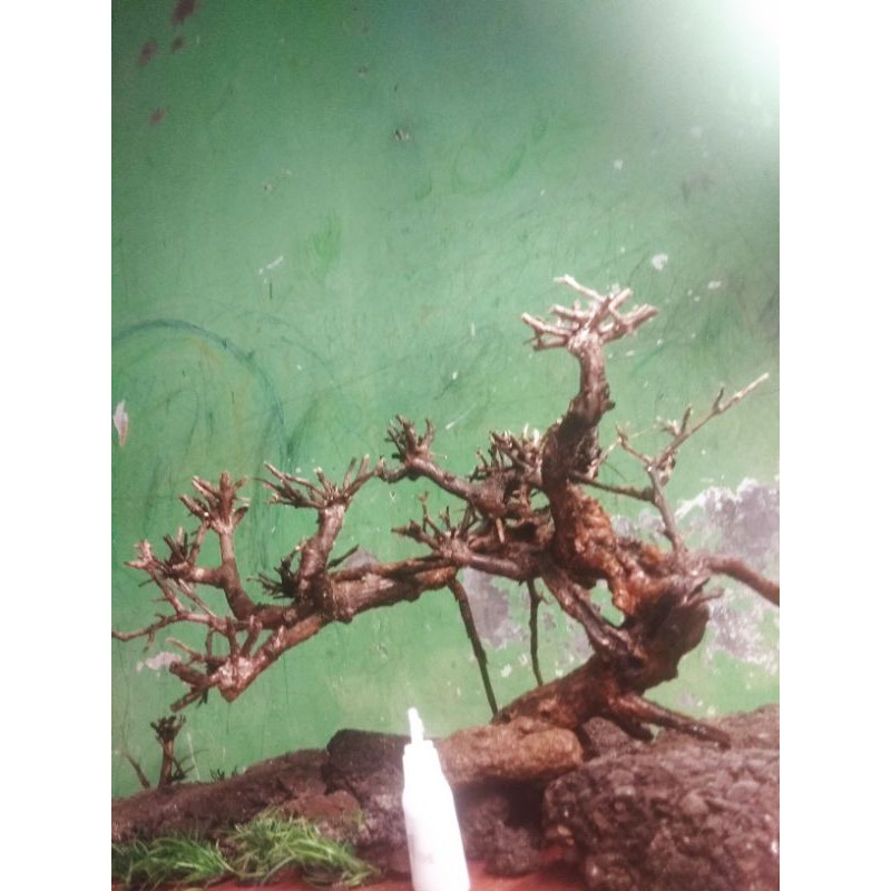 bonsai santigi pasir besar