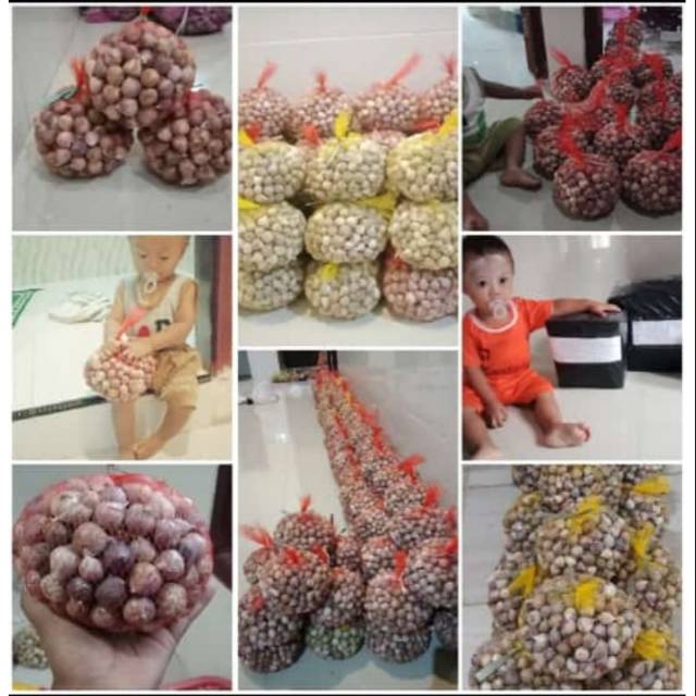 

Bawang Putih Tunggal