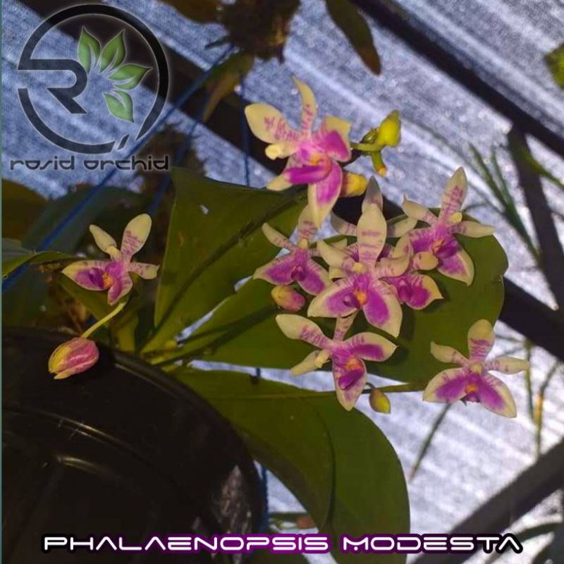 Phalaenopsis Modesta sp Meratus