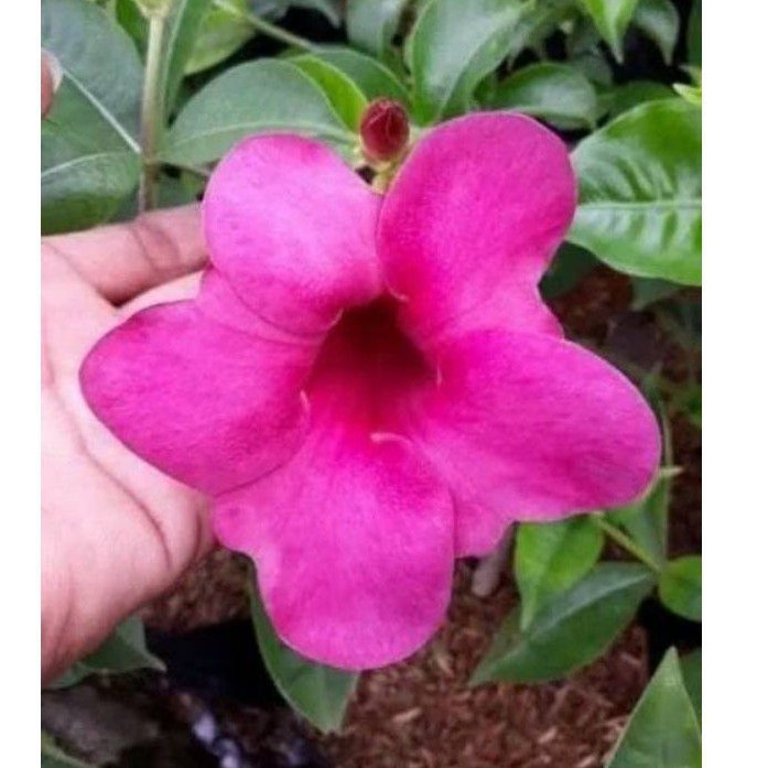 POHON ALAMANDA BUNGA PINK - TANAMAN BUNGA ALAMANDA