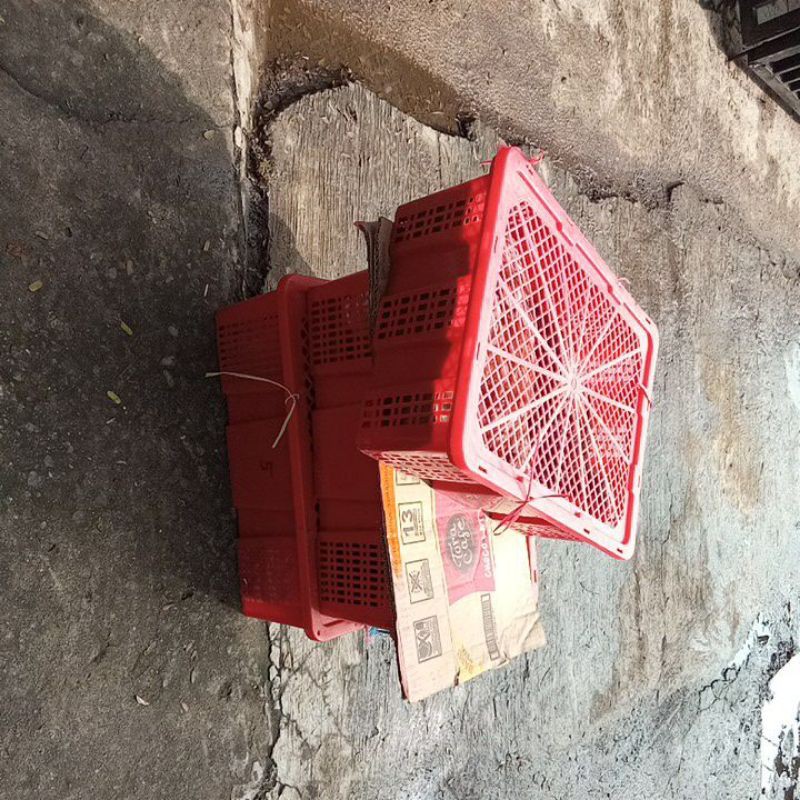 

Jual ayam kampung
