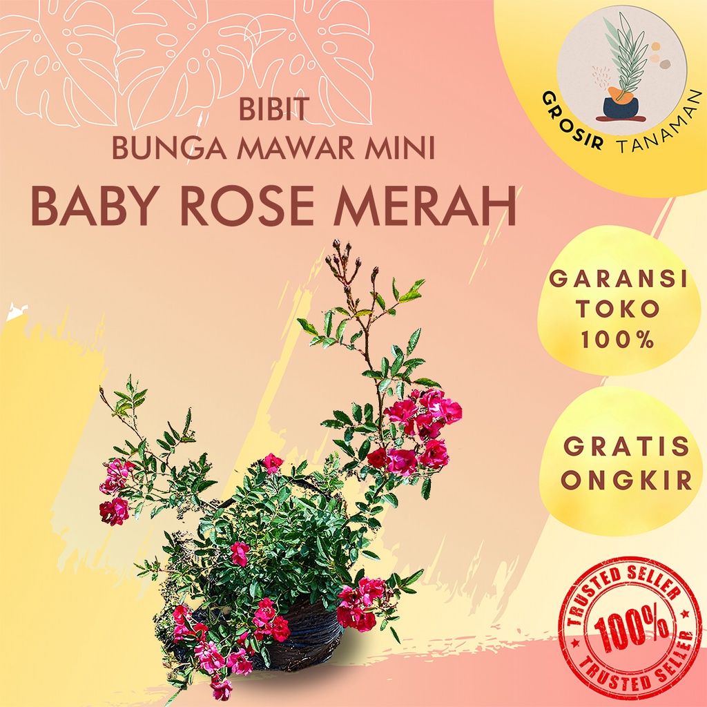 Bibit Tanaman Hias Bunga Baby Rose Merah / Bunga Mawar Baby Merah