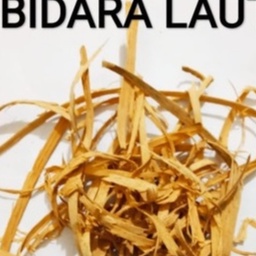 

HERBAL BATANG BIDARA LAUT KERING /BIDARA PUTIH 500 GRAM