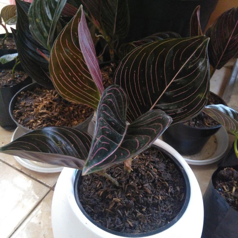 Aglonema Rotundum Aceh Dewasa