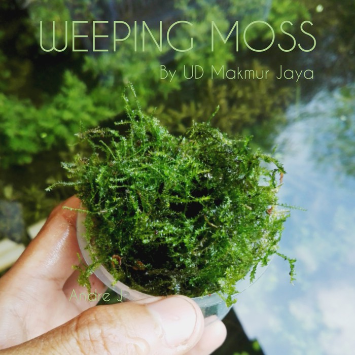 Weeping Moss Aquascape Plant Shopee Indonesia