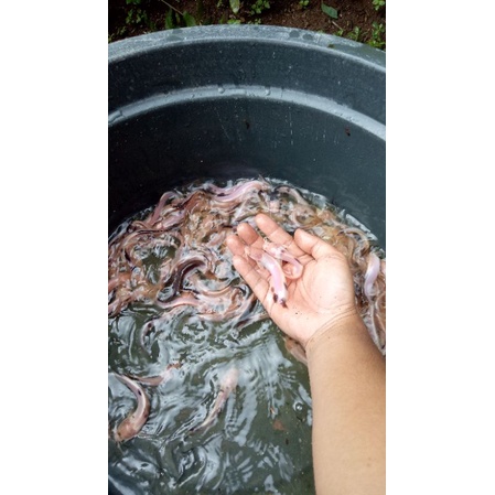 paket 15ekor lele hias albino totol 6-7cm