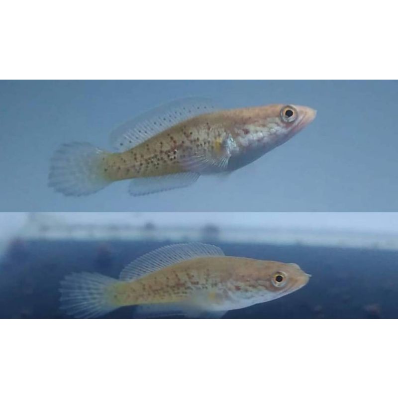 stewarti Karbi SB