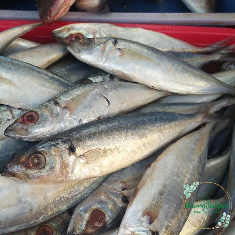 

Ikan Segar Ikan Layang Segar Ikan Laut Segar