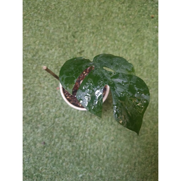 Monstera minima, rhaphidopora tetrasperma