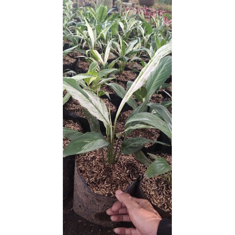 Realpict * Spatufilum variegata / peach Lily variegata