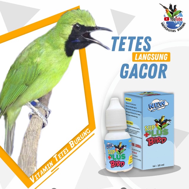 Vitamin burung cucak ijo | sup plus bird