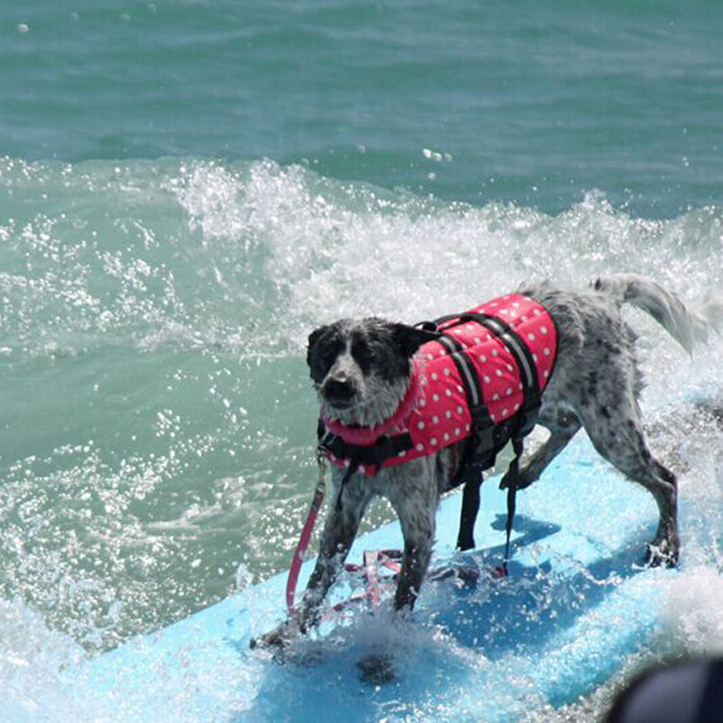 Reflektif Anjing Life Jaket Olahraga Safety Rescue Rompi Pakaian Anjing Rompi Yang Dapat Disesuaikan Puppy Float Renang Cocok Untuk Semua Anjing Peliharaan