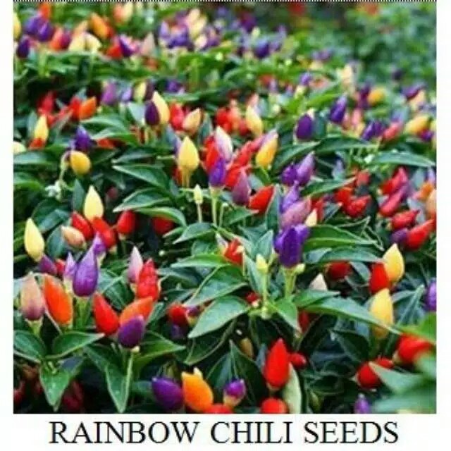 ( Cabai Unik ) Benih Biji Cabai Pelangi