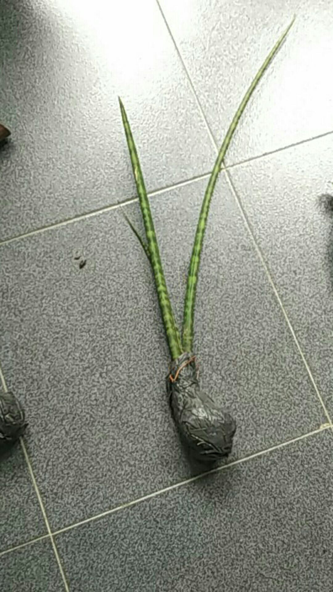 Tanaman Hias Sensivera Silinder - Sensivera Tombak