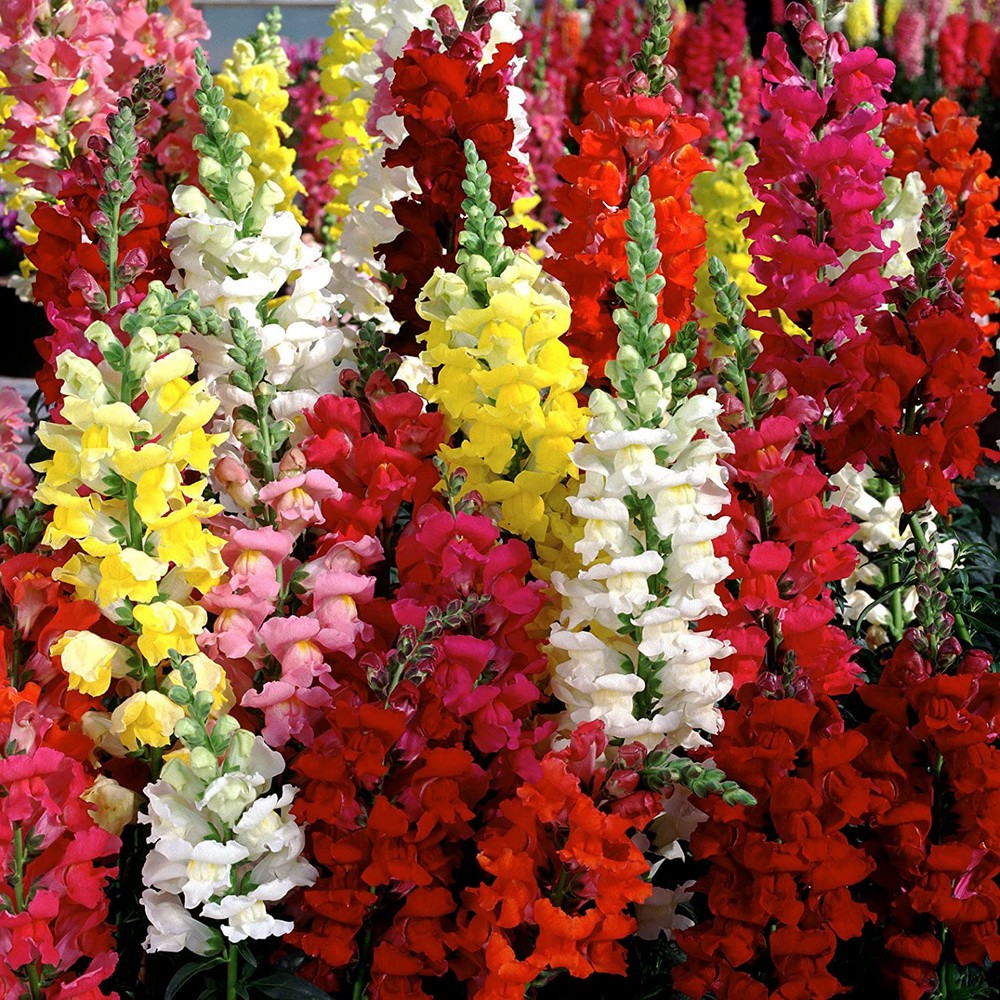 PlantaSeed - 200 Seeds - Snapdragon Maximum Mix Biji Bunga - PAS0233