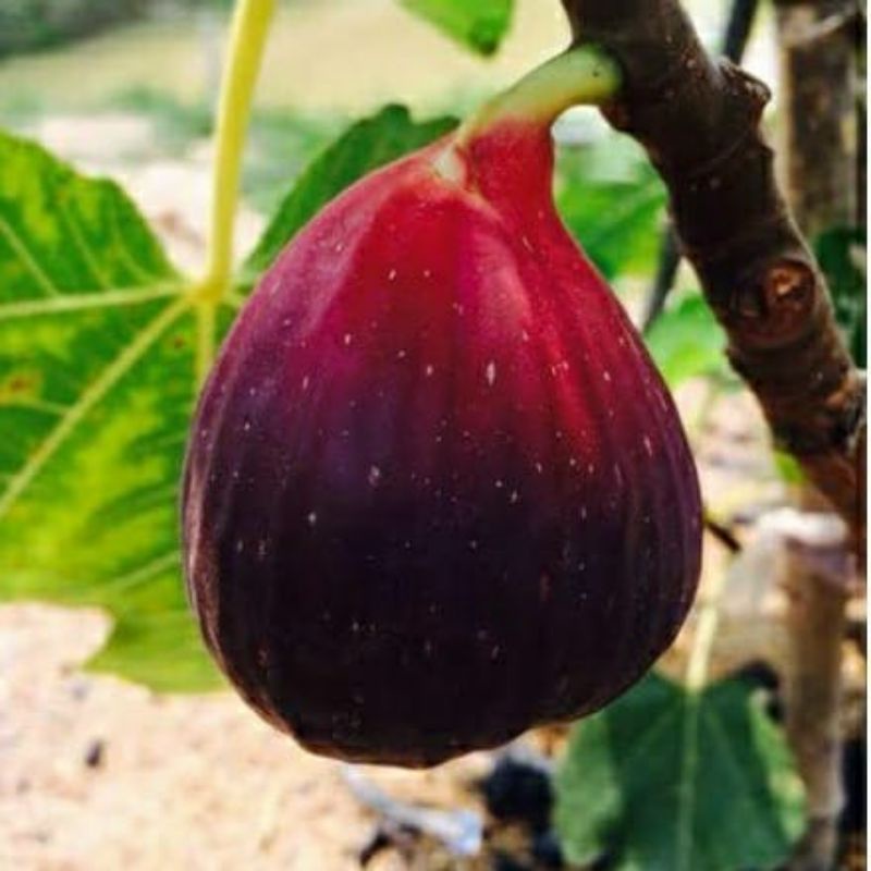 pohon buah tin jumbo Black Jack - fresh cangkok