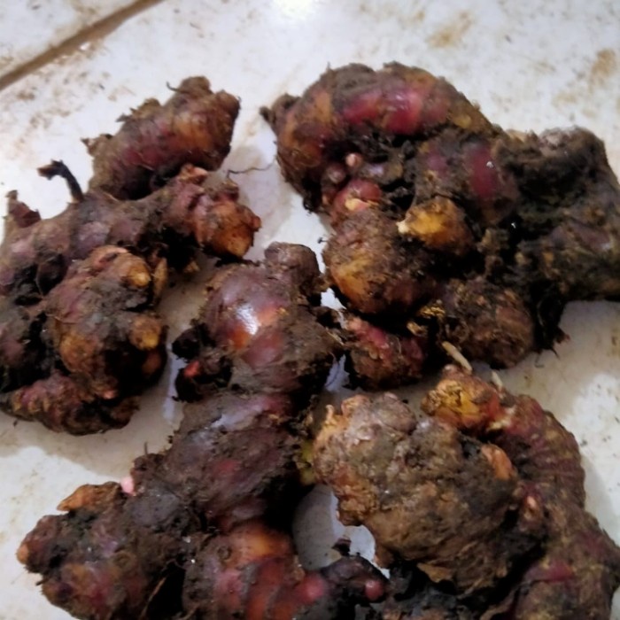 

Jahe Merah Super Fresh 1kg Asli Lokal