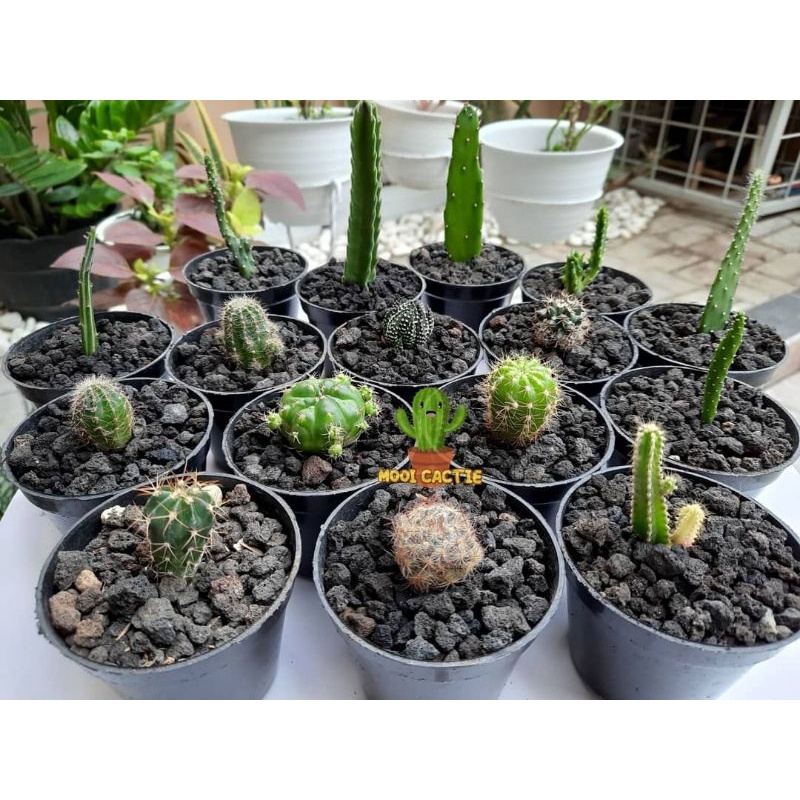 Tanaman Hias Kaktus + free pot 7cm