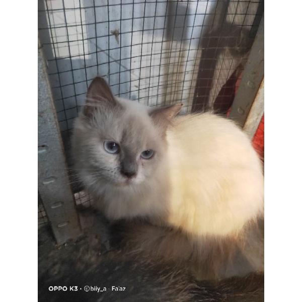 kucing Himalaya