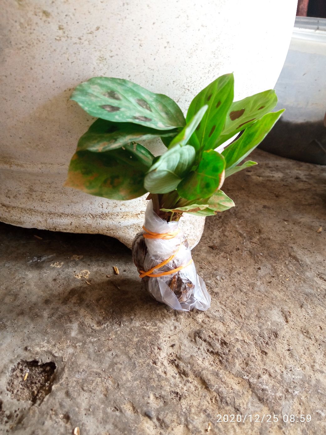 Begonia Kerang