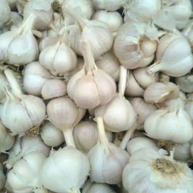 

Bawang putih kating utuh