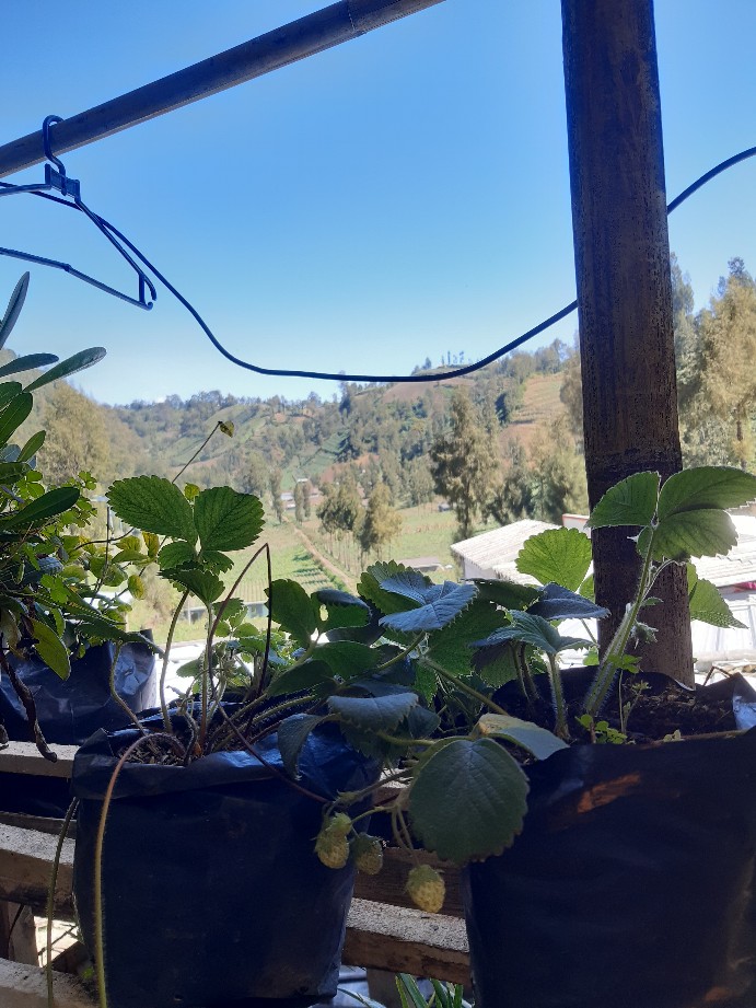 Tissue Paseo Smart Travel Pack 50s - Tissue Praktis Mini