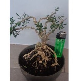 Bonsai Mame Boxus