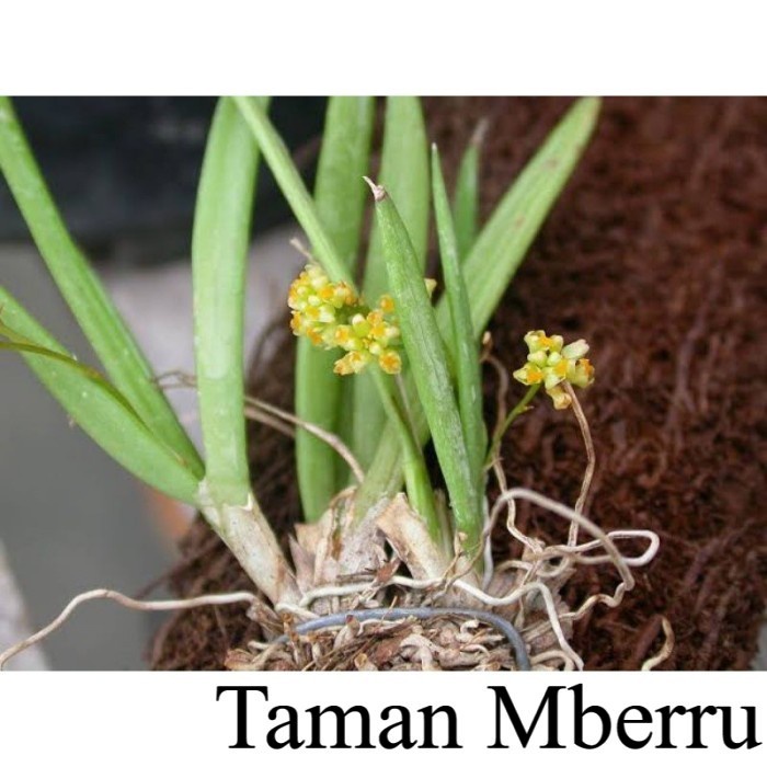 Anggrek Hutan Dan Diambil dari Hutan secara Liar Bunga & Tanaman