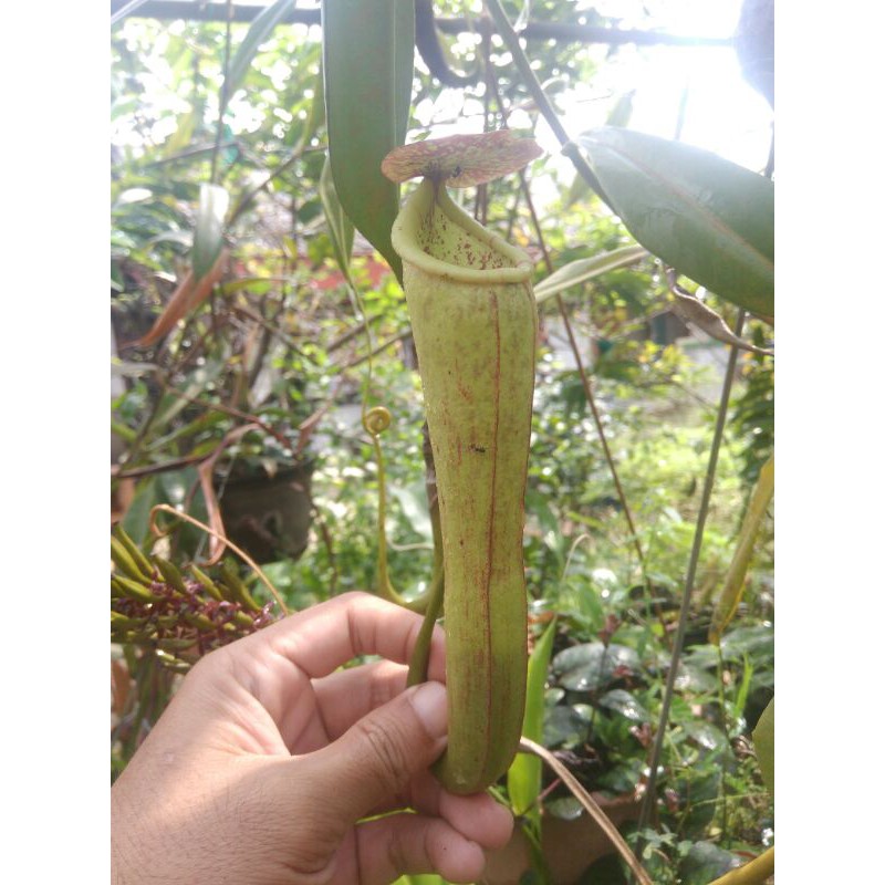 nepenthes spatulata x boschiana