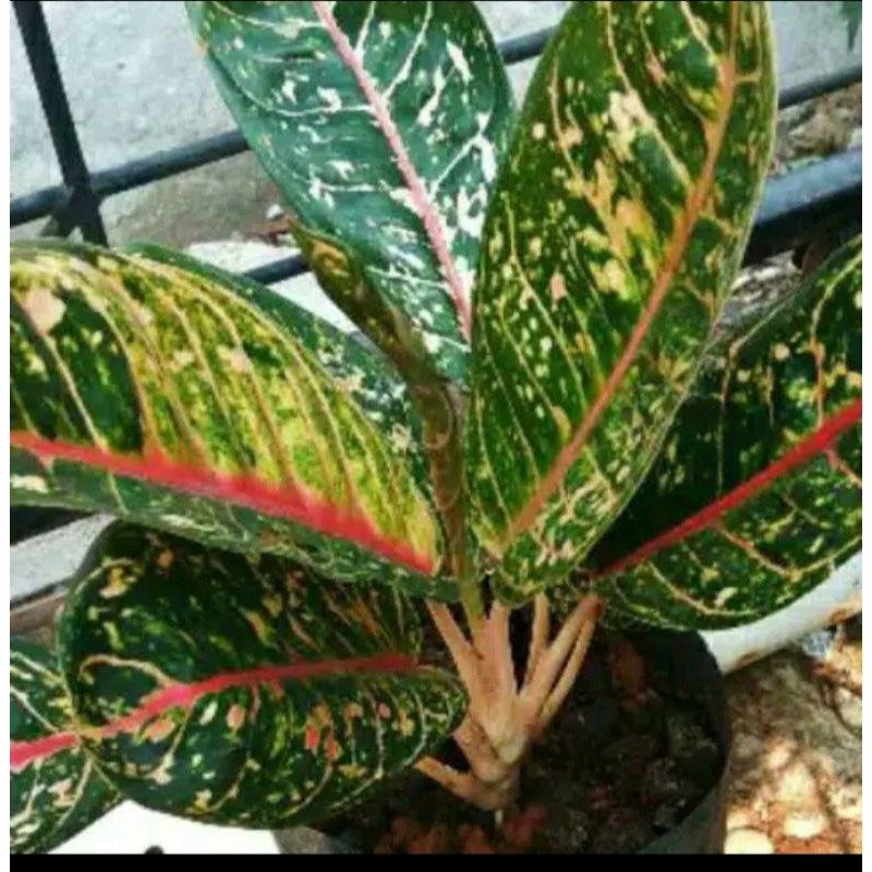 Tanaman hias aglonema donacarmen - aglonema donacarmen