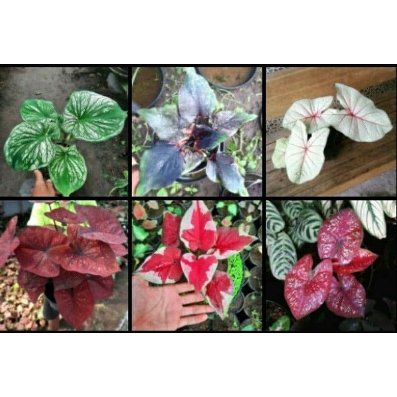 PAKET 6 BONGGOL KELADI WARNA THAILAND