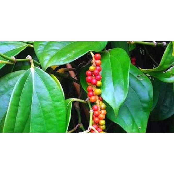 

Biji Kemukus Kering 250 gram (1/4 kg) Asli Herbal Alami