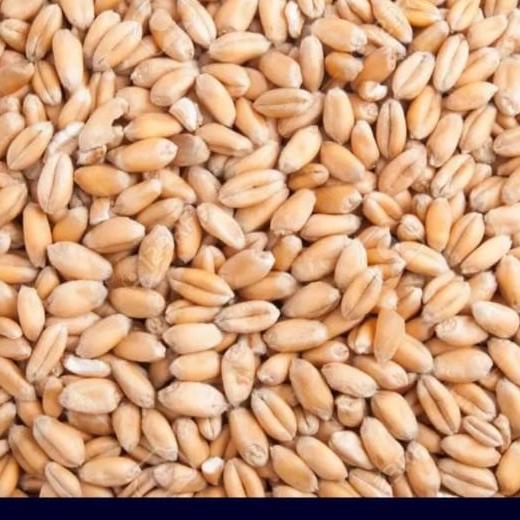 

TURUN HARGA SUPER WHEAT SEEDS / BIJI GANDUM UTUH 1 KG AP166