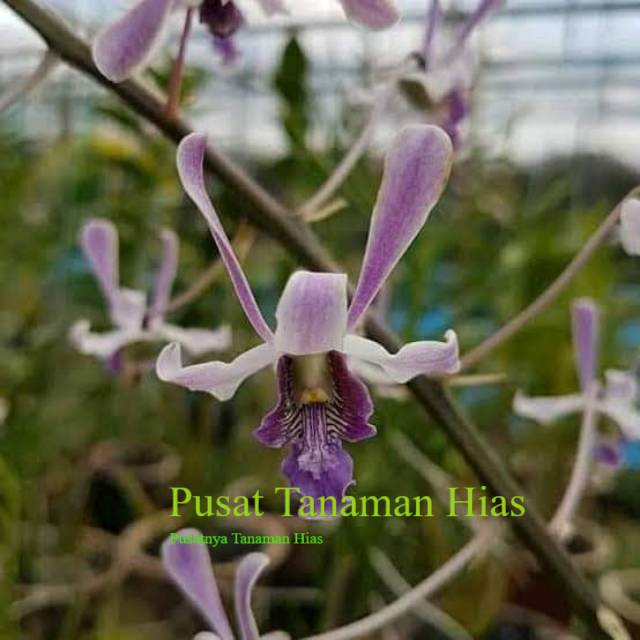 seedling anggrek dendrobium lineale blue PTH