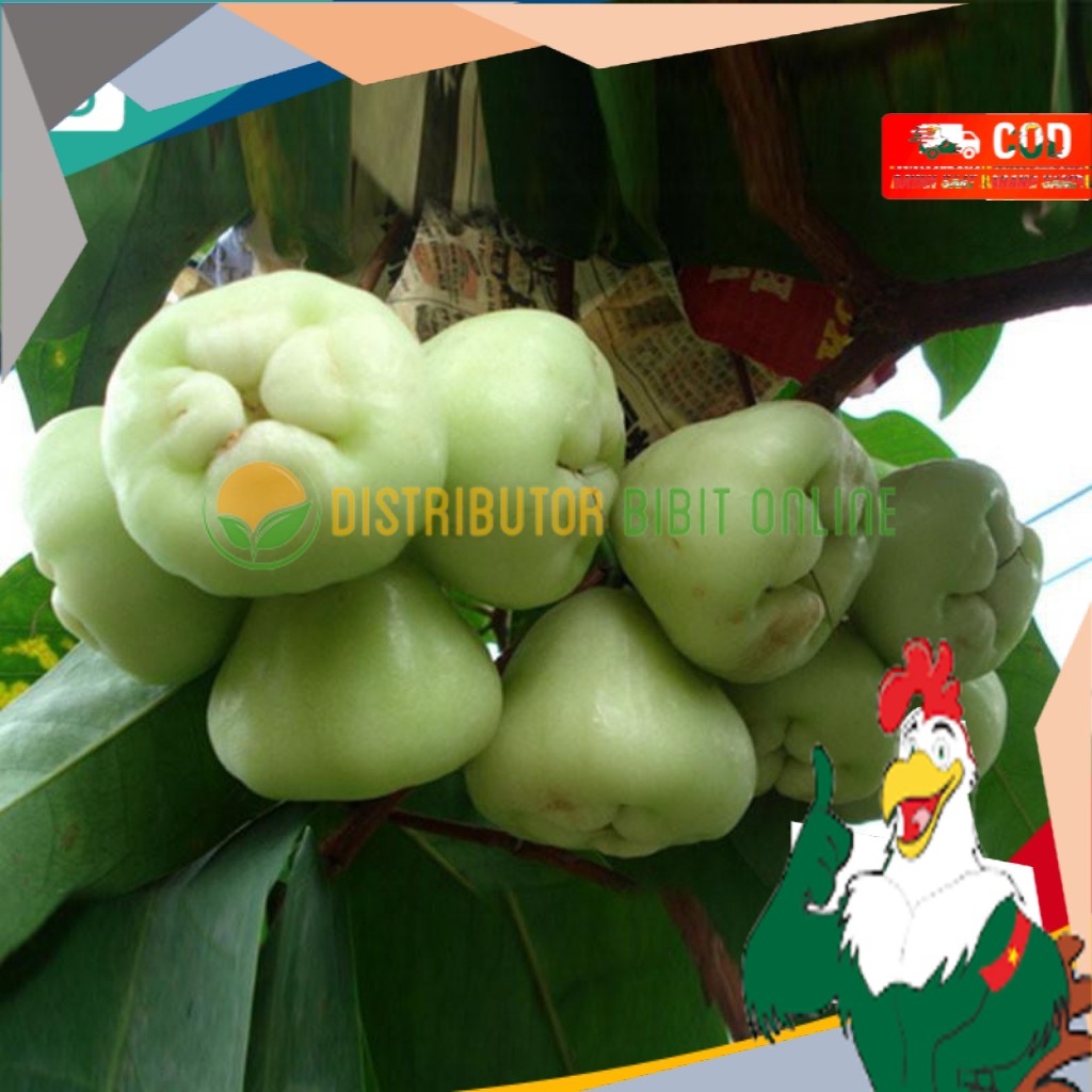 Bibit jambu air camplong madura Siap Berbuah