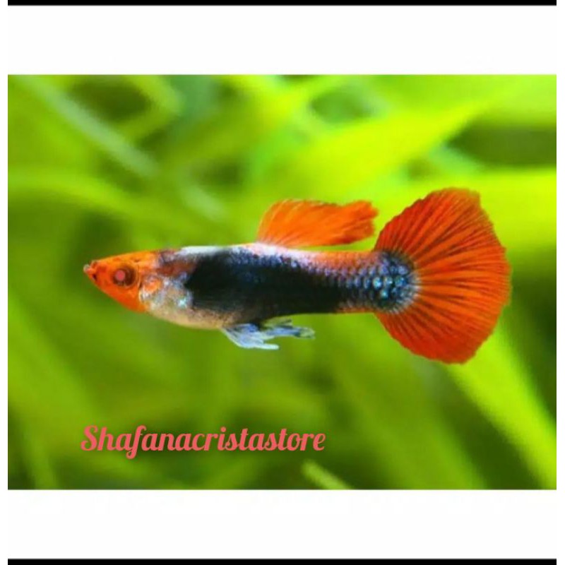 Ikan hias GUPPY tuxedo koi 1pair