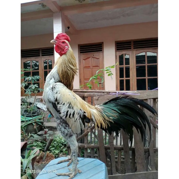 

#telur fertil pamagon