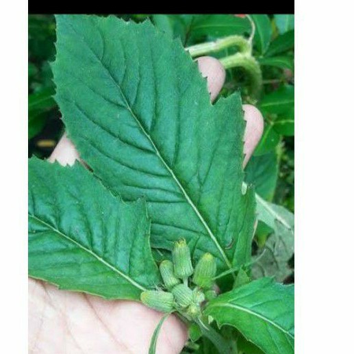 

Daun sintrong fresh terlaris 500 gr/ petik sendiri