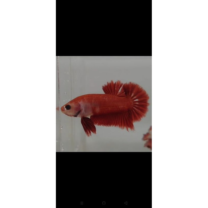 

cupang
