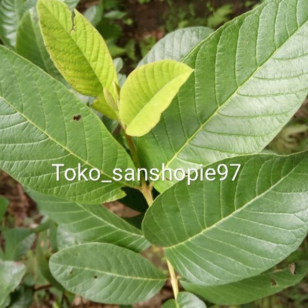 

Daun jambu biji segar fresh paket 500 gram