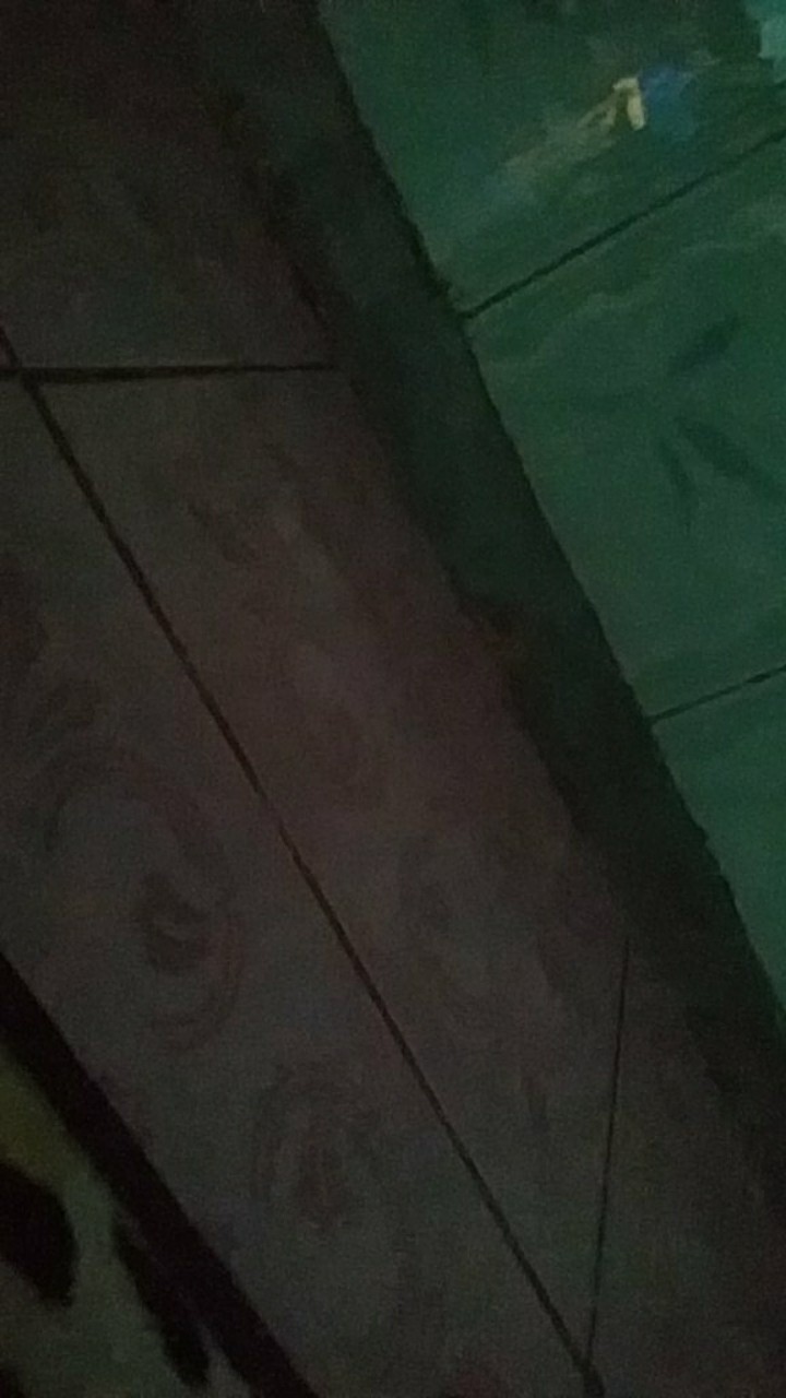 Size M L Xl Xxl Xxxl Bswart Batik Hrb026 Kenongo Hem Pendek Padi Pekalongan M L Xl Batik Pria Murah