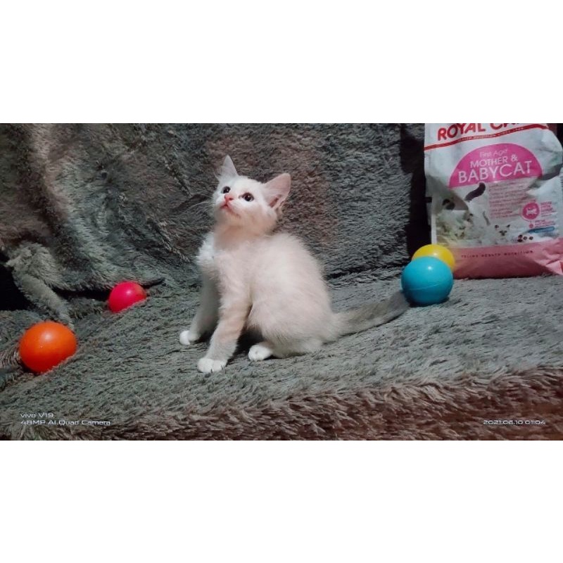 update 11 juni || kucing persia medium LH || kucing persia || kucing lucu || omah kucing ||