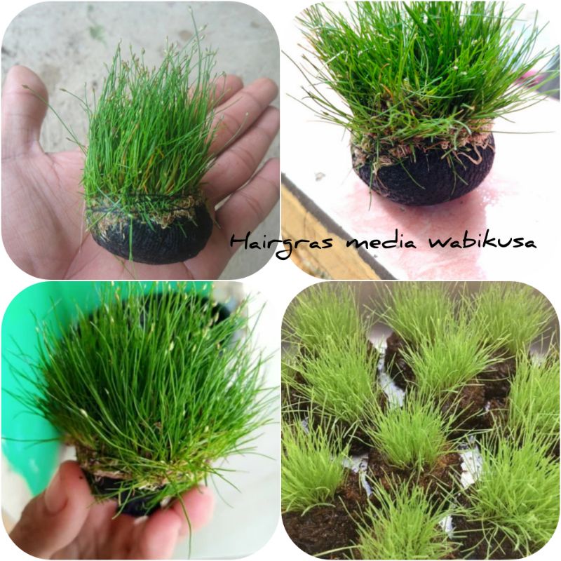 hairgras media wabikusa